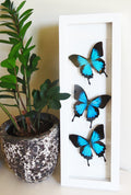 Papilio ulysses Bits & Bugs 