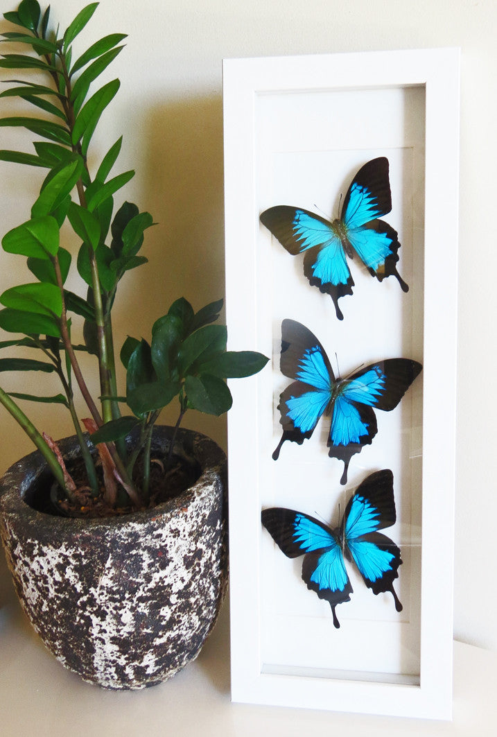 Papilio ulysses Bits & Bugs 