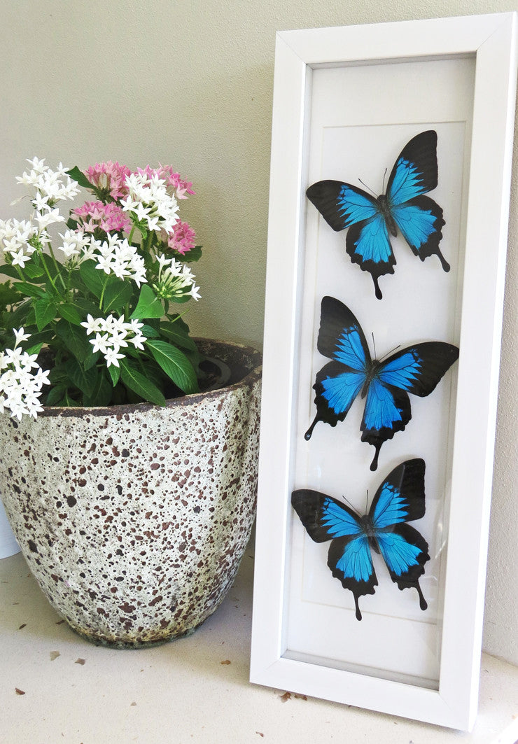 Papilio ulysses Bits & Bugs 