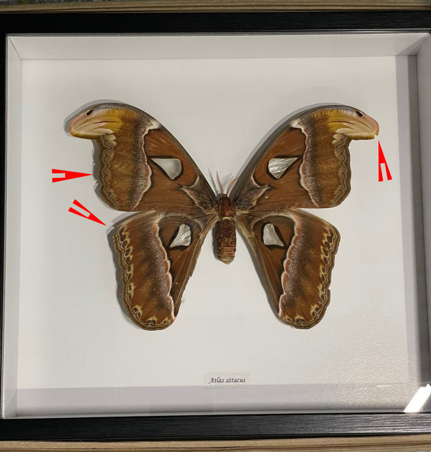 Attacus atlas female # 8 ( special  )