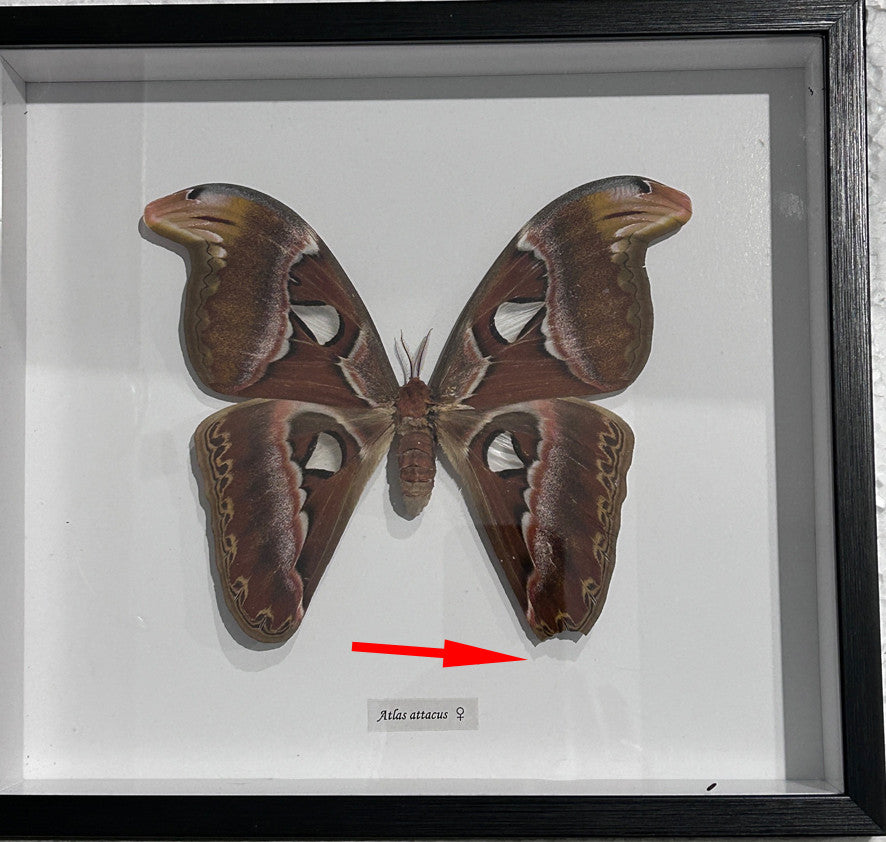 Attacus atlas female # 18 ( special  )