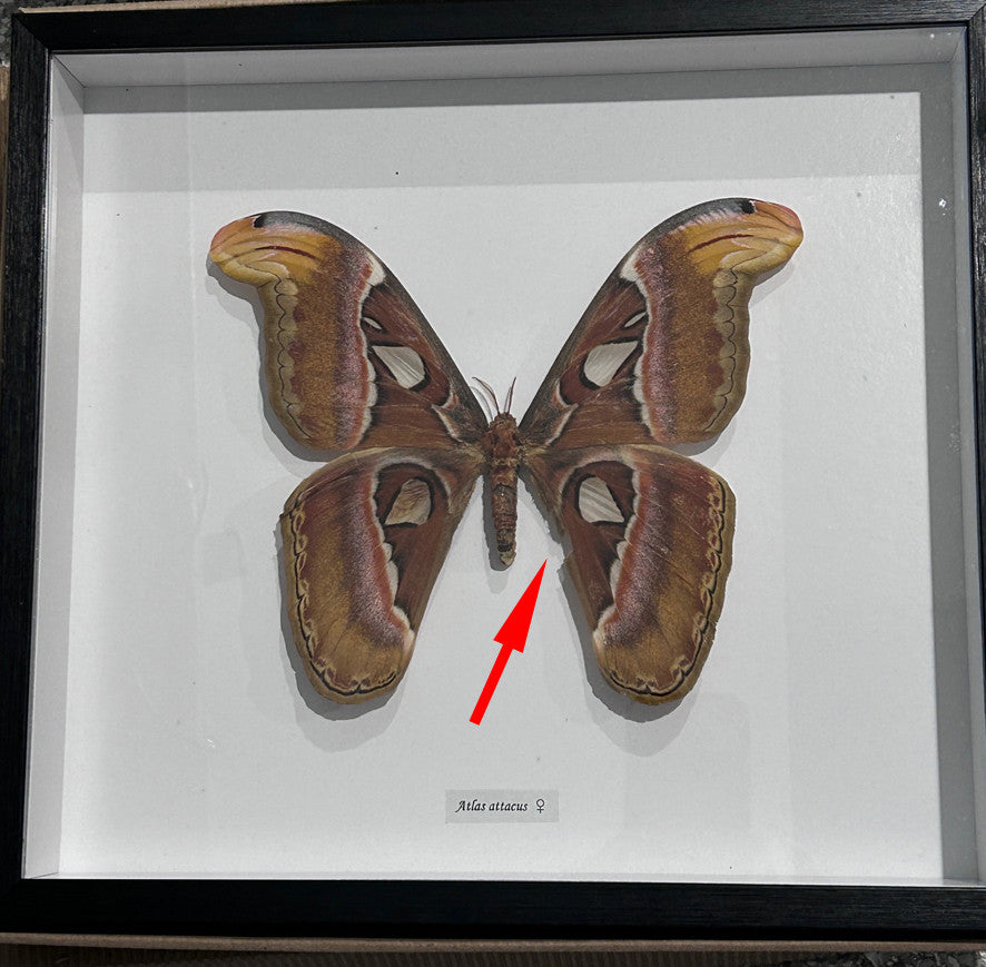 Attacus atlas female # 26 ( special  )