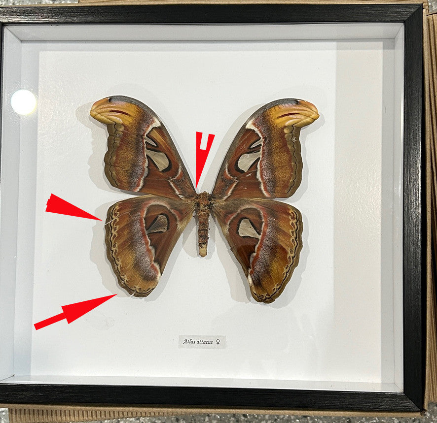 Attacus atlas female # 55 ( special  )