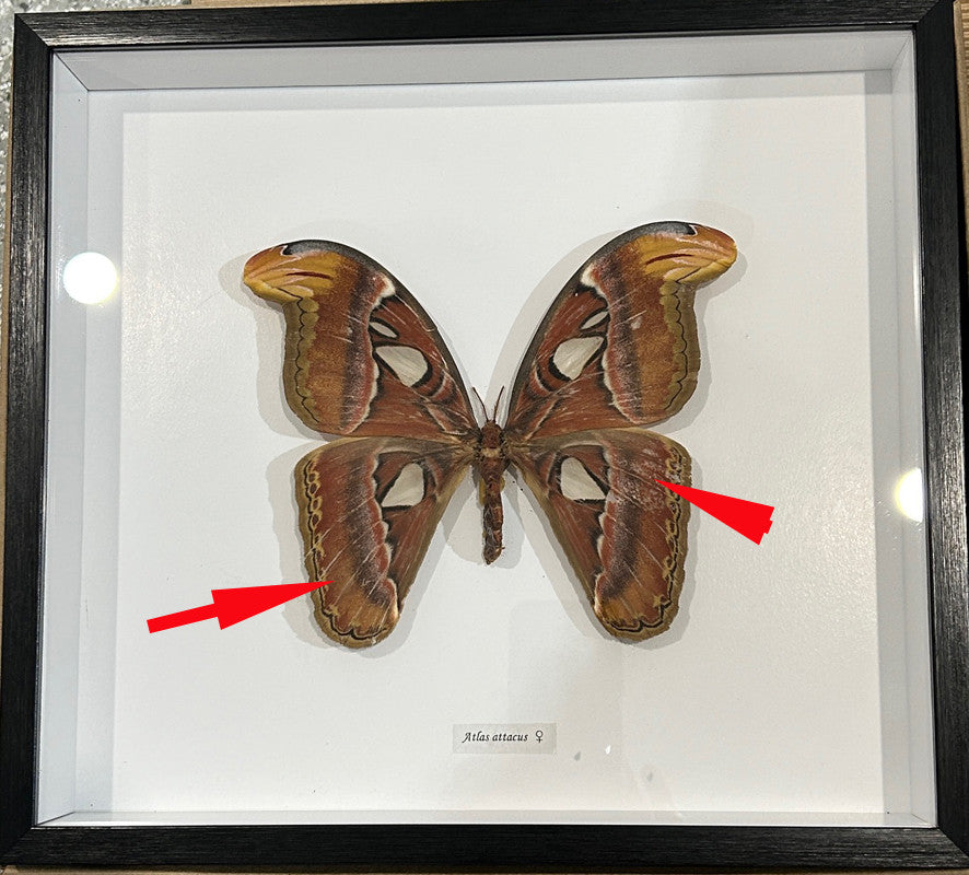 Attacus atlas female # 56 ( special  )
