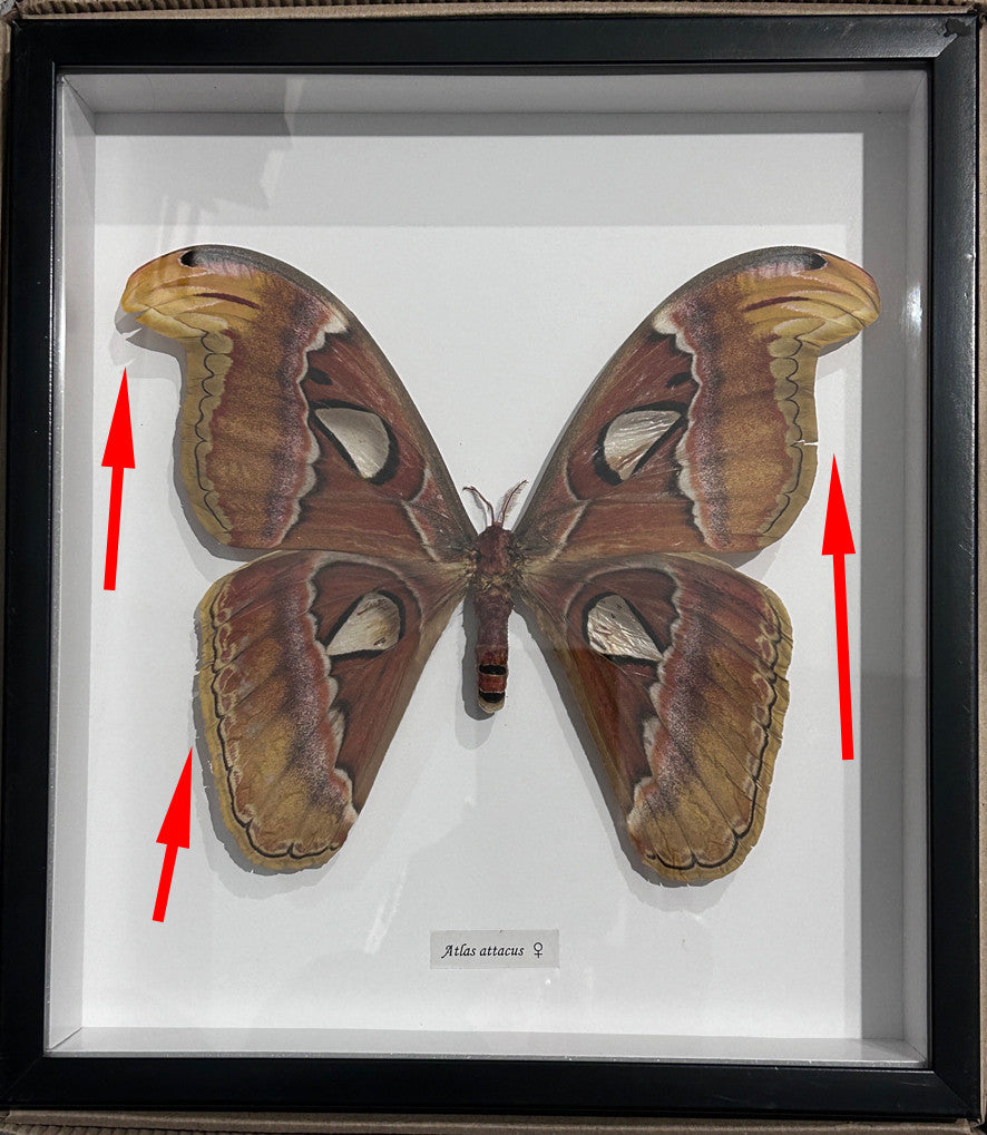 Attacus atlas female # 77 ( special  )