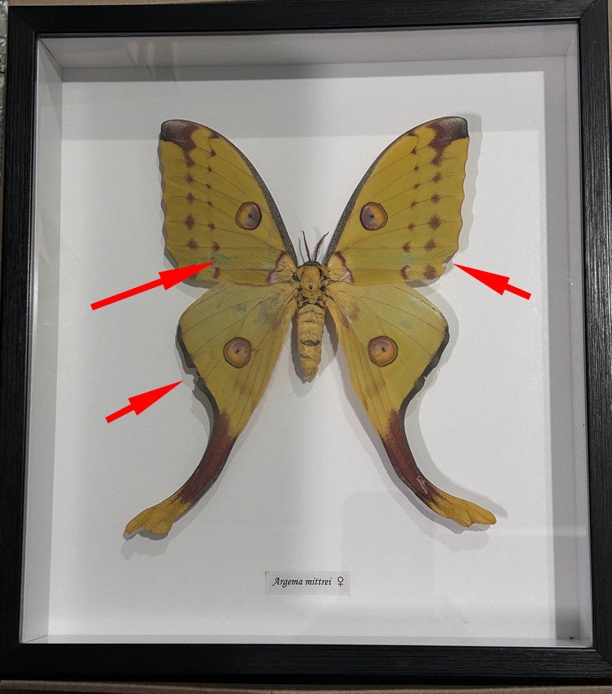 Argema mittrei Female # 5 ( special )