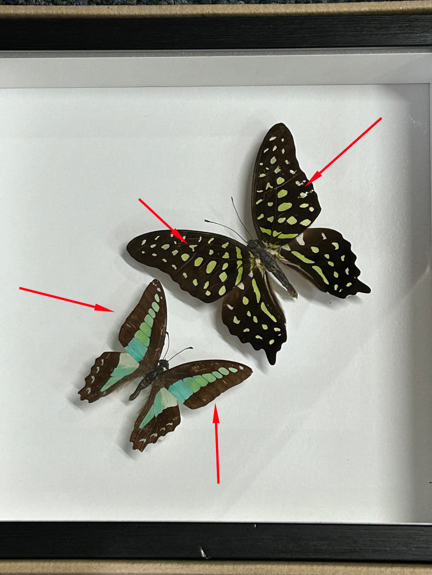 Australian butterfly double graphium ( special )