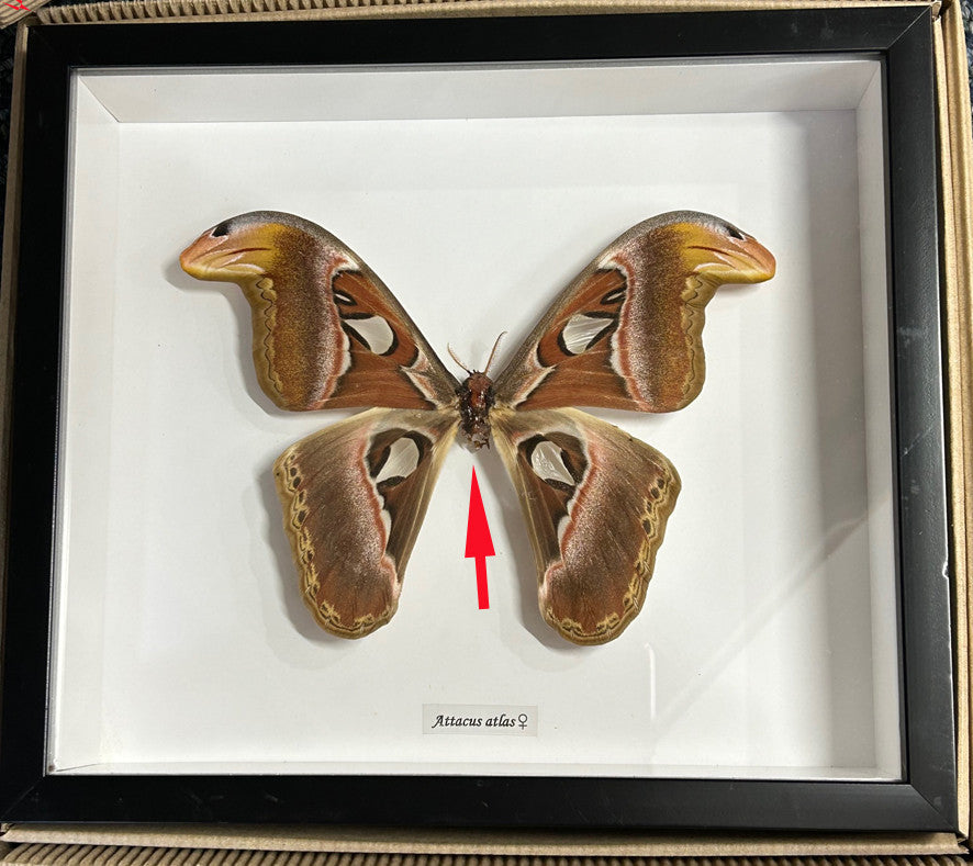 Attacus atlas female # B9   ( special )