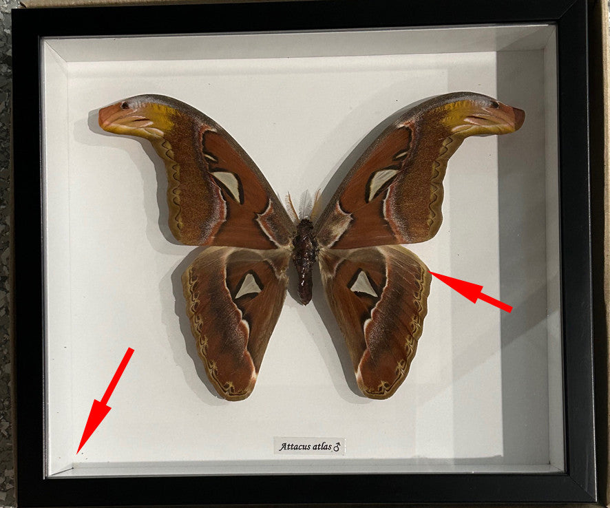 Atlas attacus male ( special )