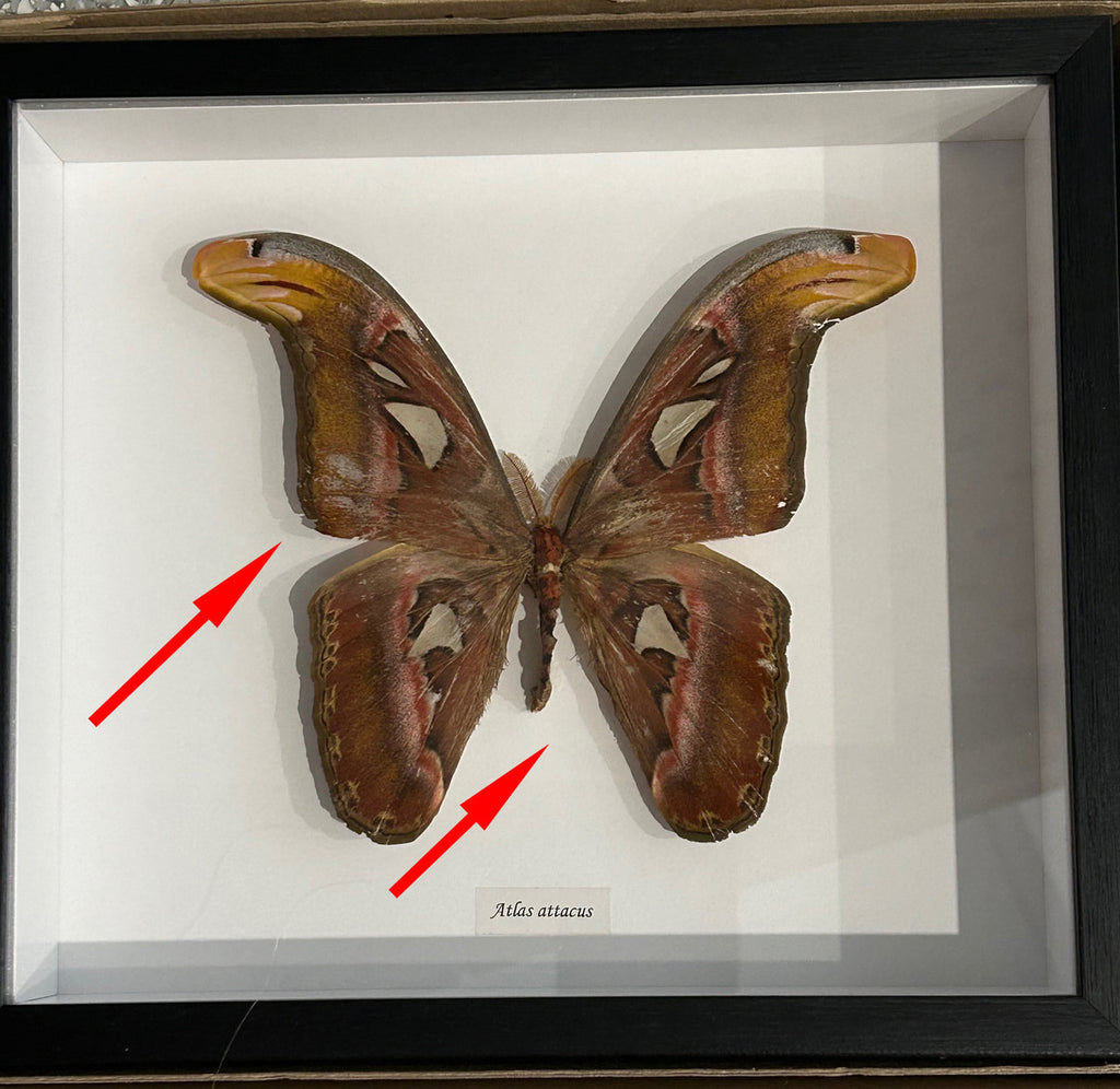 Atlas attacus male # B ( special )