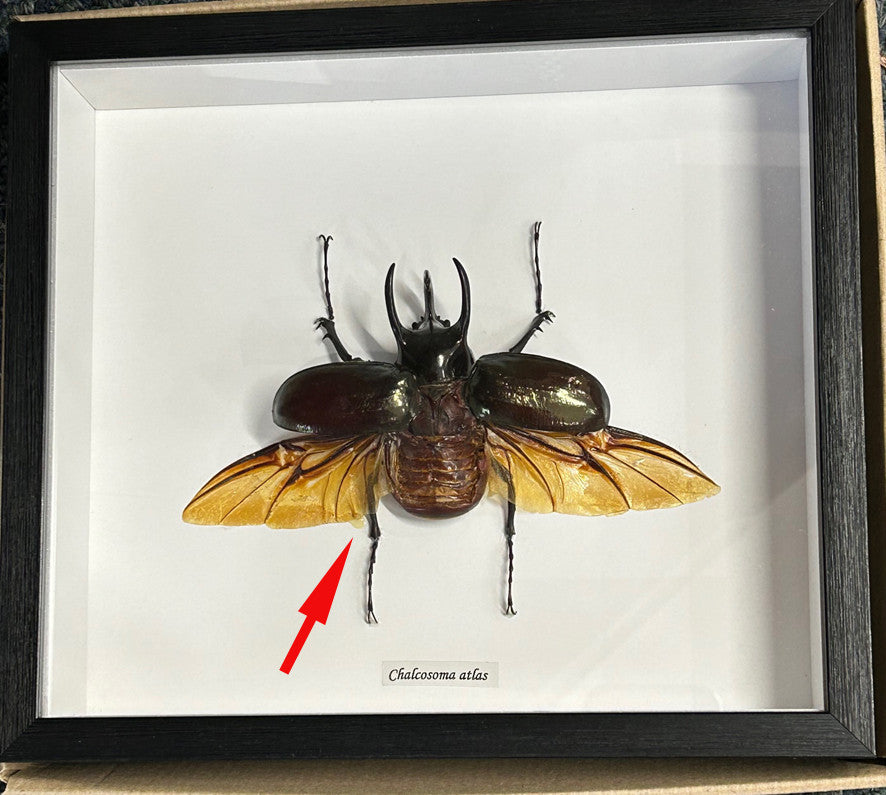 Chalcosoma atlas open # 44 ( special )