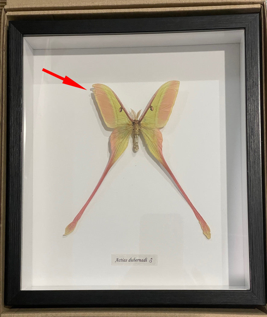 Actias dubernardi  Male #A18  ( special )