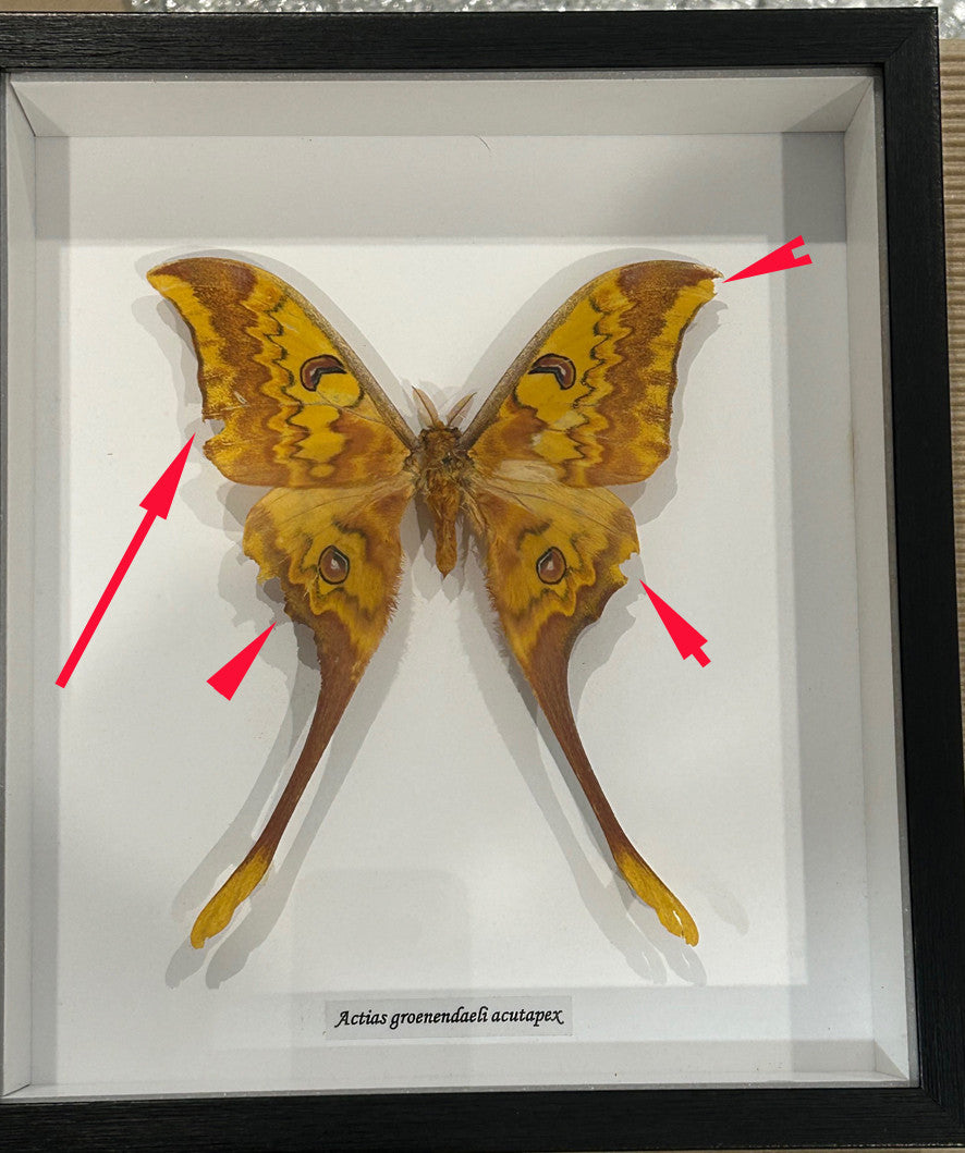 Actias groenendaeli acutapex # 1 ( special )