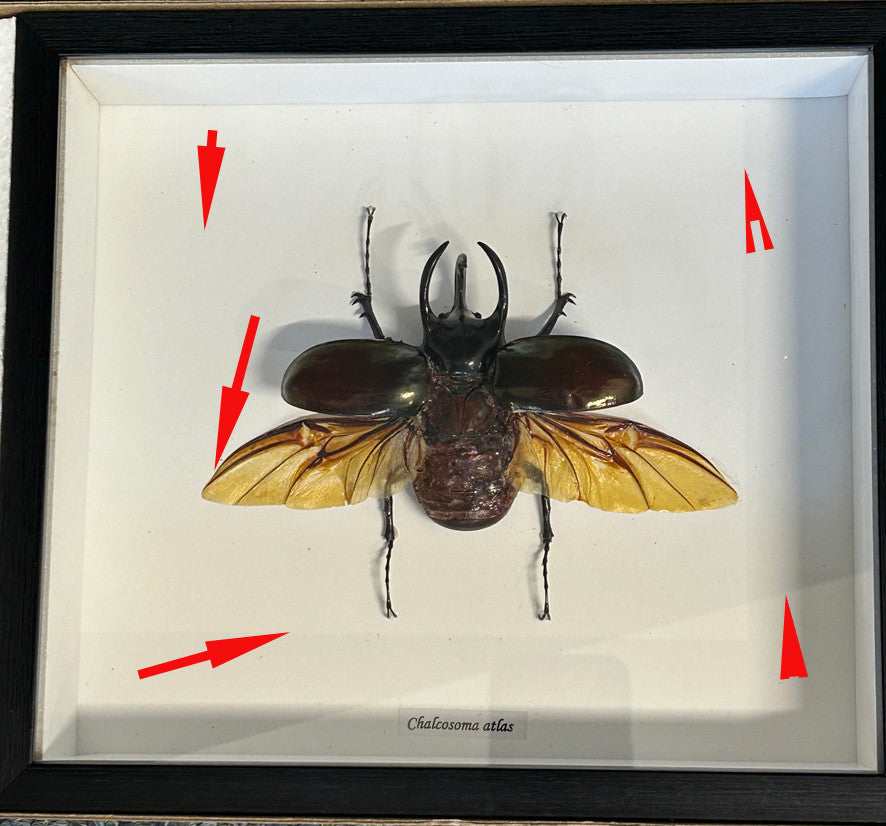 Chalcosoma caucasus male XL open #5( special )