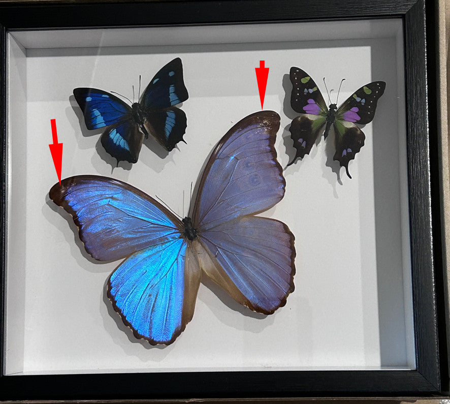 Three combo butterfly ( special )