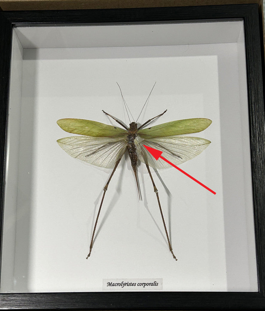Macrocyrtis corporalis katydid ( special )