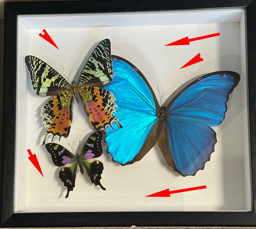 3 combo butterfly  # 7 ( special )