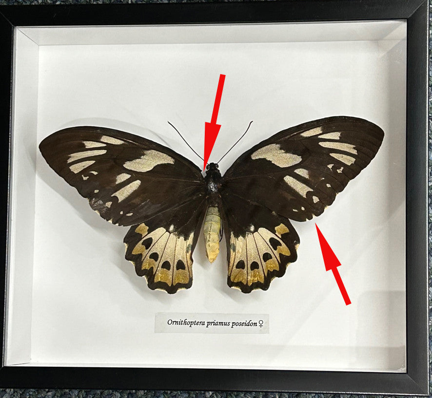 Ornithoptera priamus poseidon # F ( special )