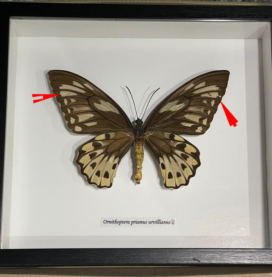 Ornithoptera priamus urvillianus FEMALE ventral ( special )