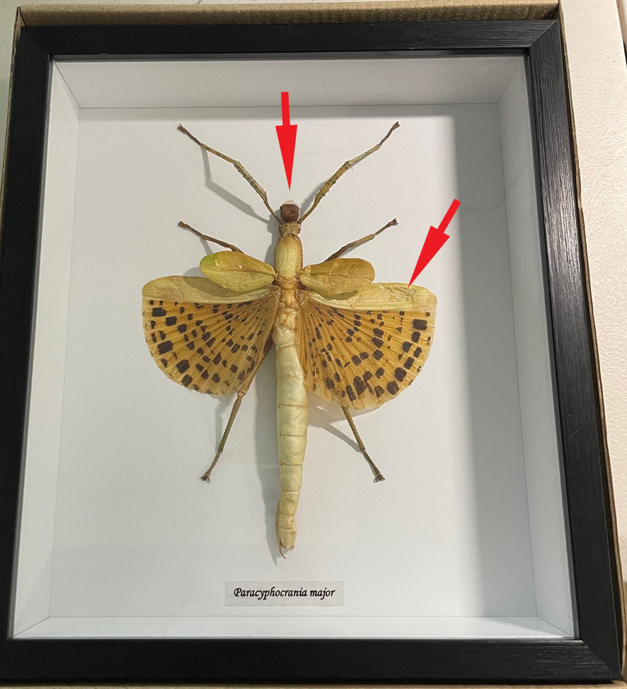 Paracyphocrania major # T6( special )