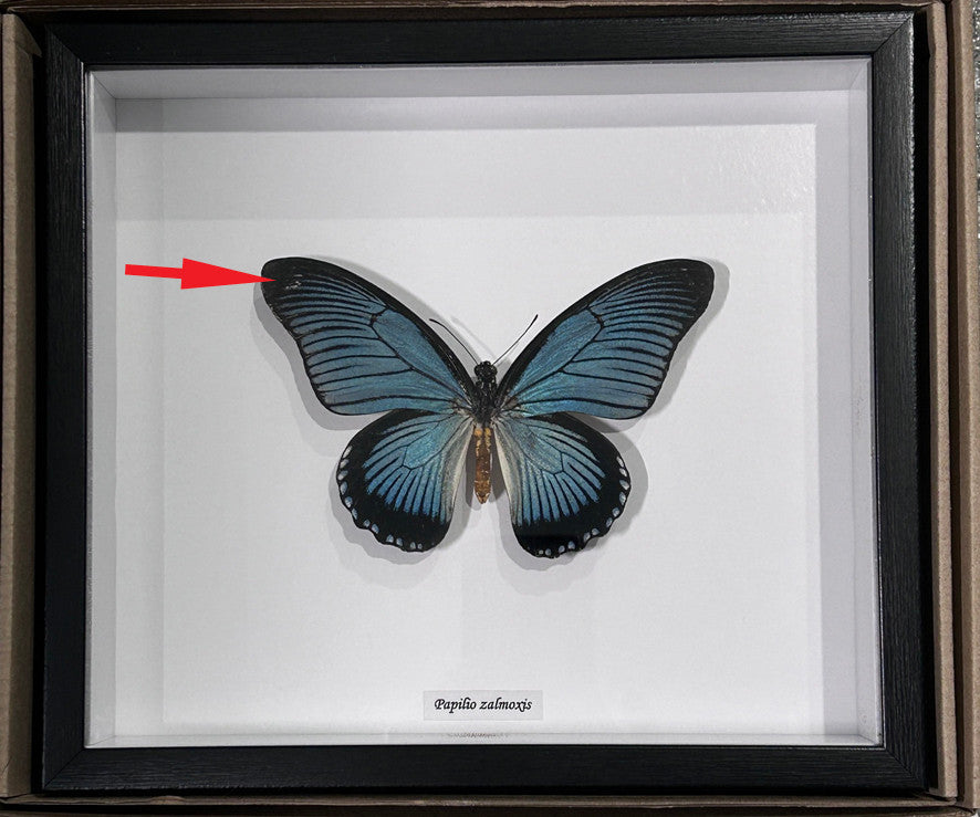 Papilio zalmoxis # 1  ( special )