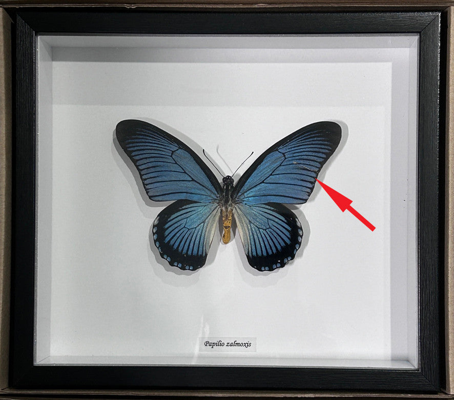 Papilio zalmoxis # 2  ( special )