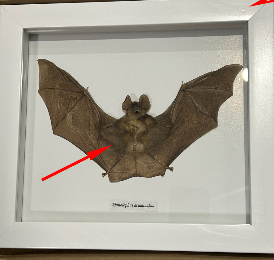 Rhinolophus acuminatus white frame # 7 ( special )