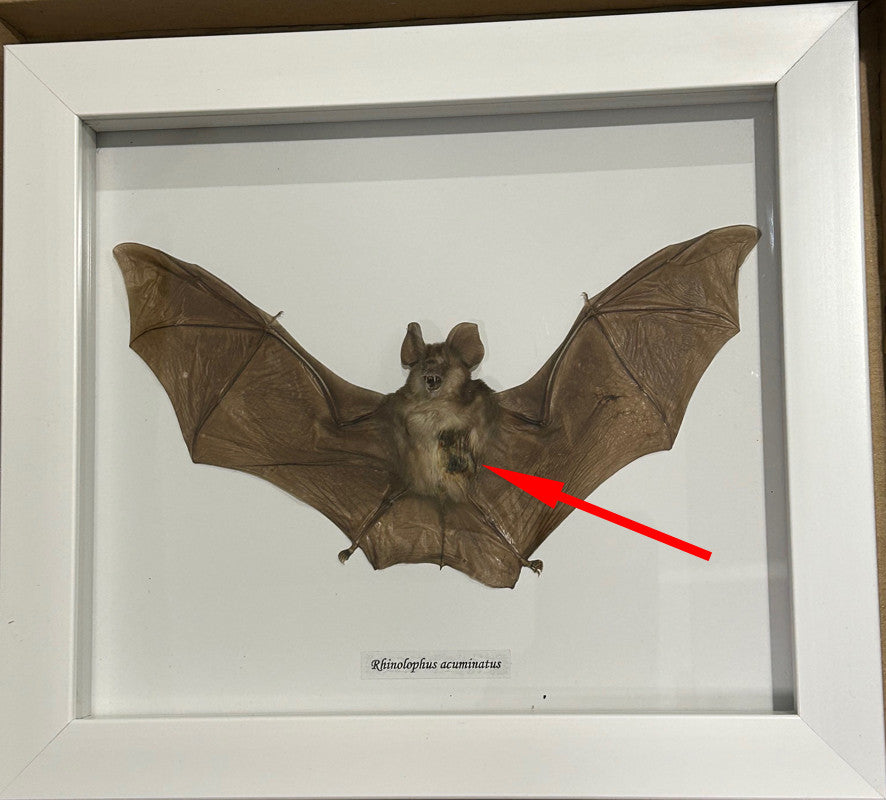 Rhinolophus acuminatus white frame # 8 ( special )