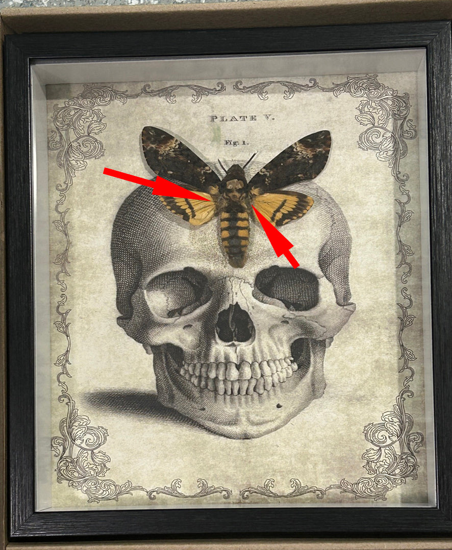 Acherontia atropos aka Death's-head moth skull  # 73 ( special )