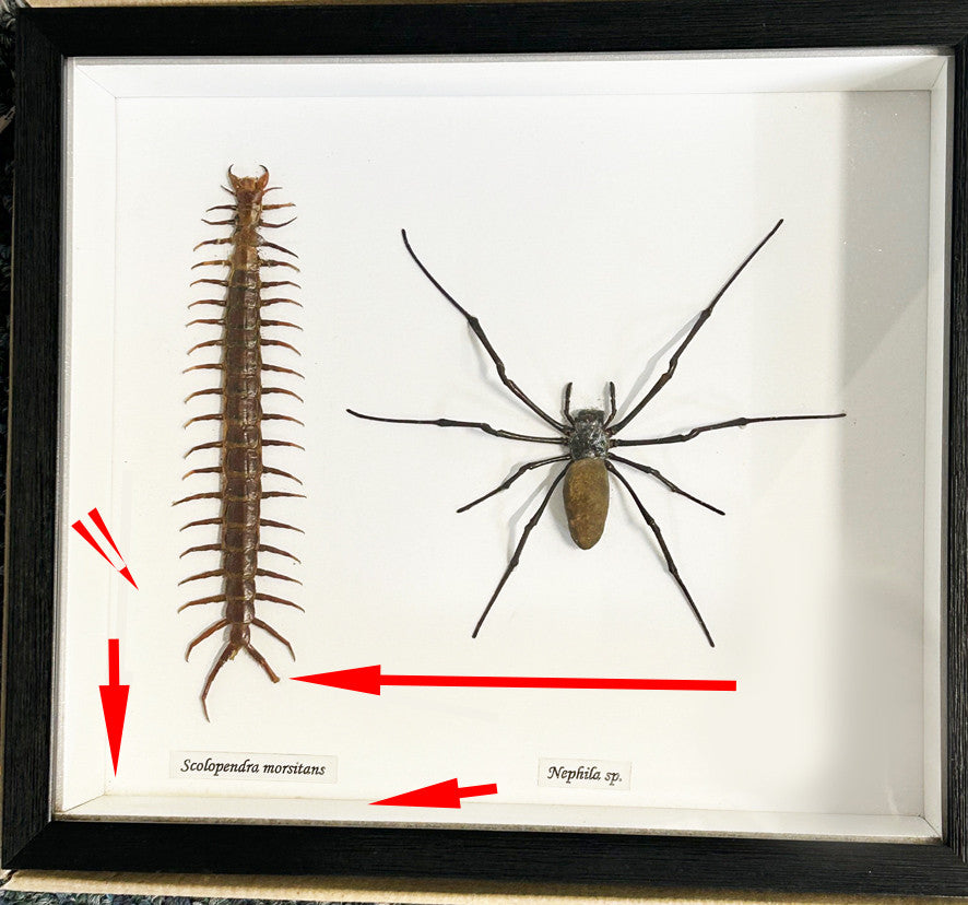 Nephlia sp. + centipede ( special )