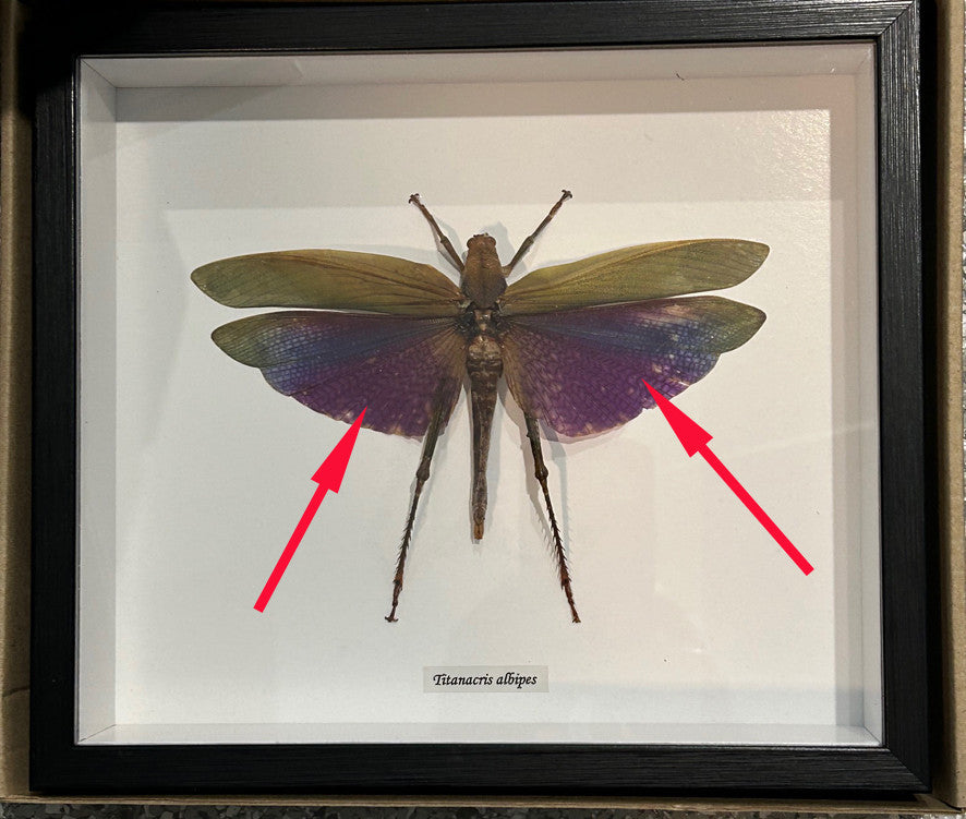 Titanacris albipes Female ( special )