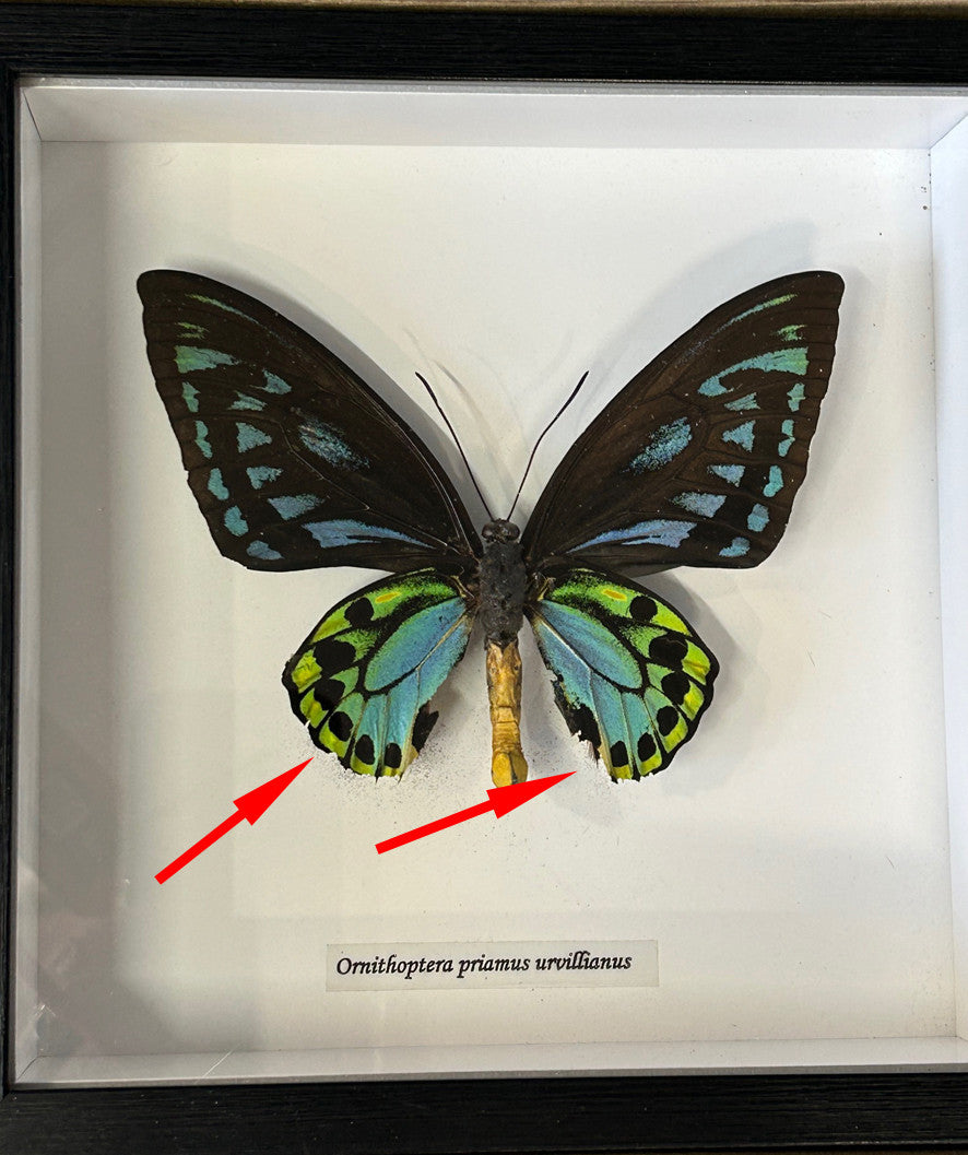 Ornithoptera priamus urvillianus  ( special )