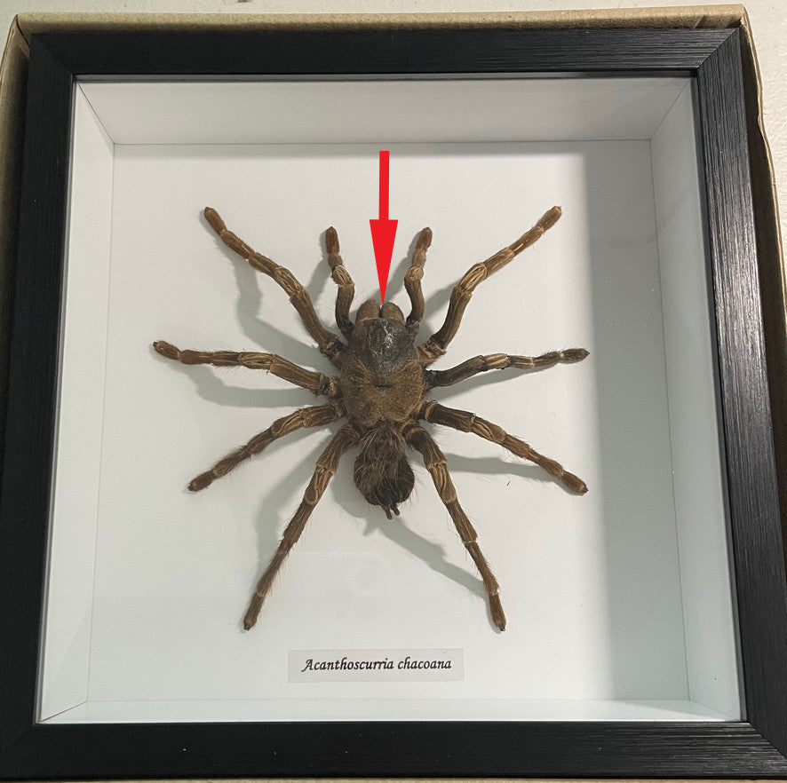Acanthoscurria chacoana spider # T7 ( special )