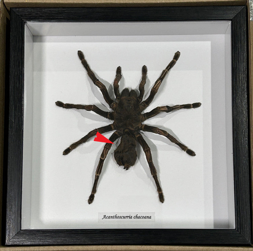 Acanthoscurria chacoana spider ( special )