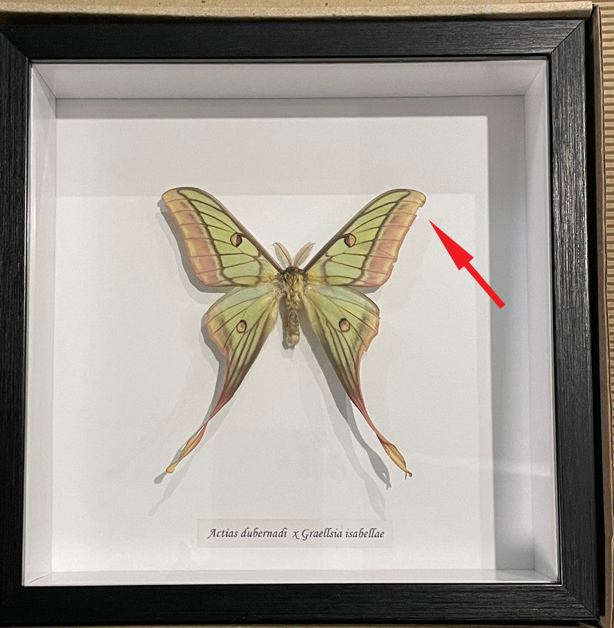 Actias hybrid moth # 1 ( special )