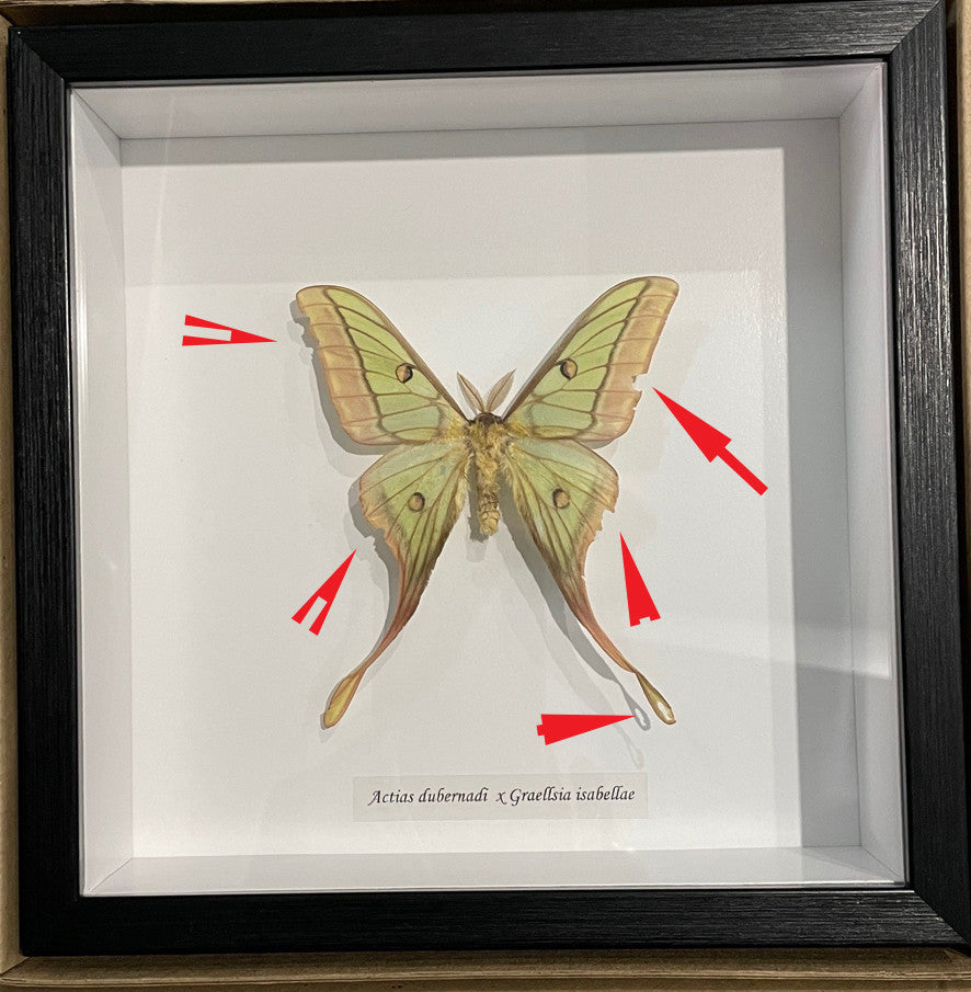 Actias hybrid moth # 2 ( special )