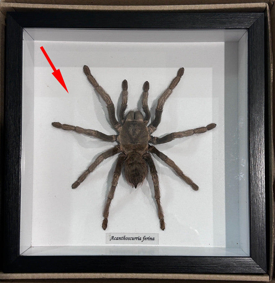 Acanthoscurria ferina # 14 ( special )