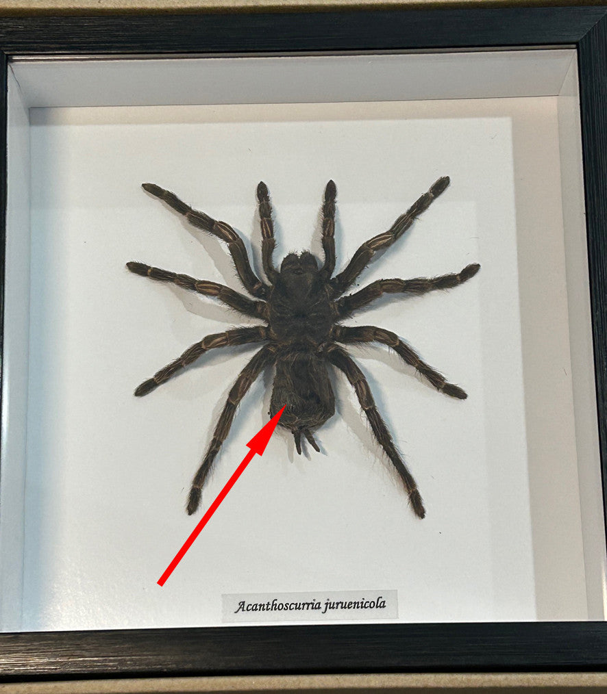 Acanthoscurria juruenicola  # 8 ( special )