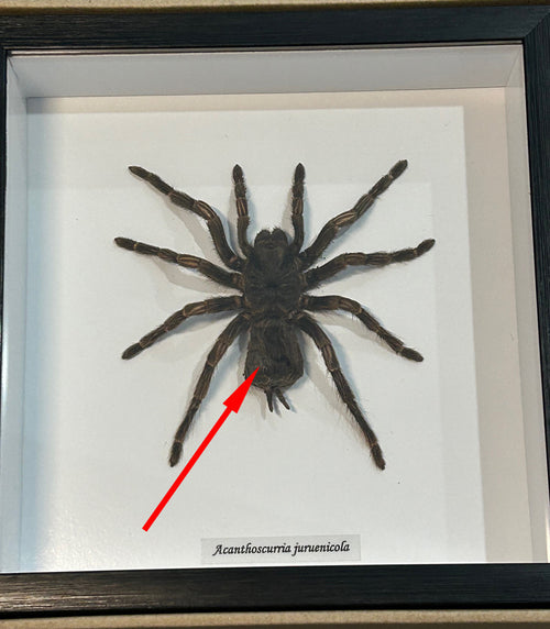 Acanthoscurria juruenicola  # 8 ( special )