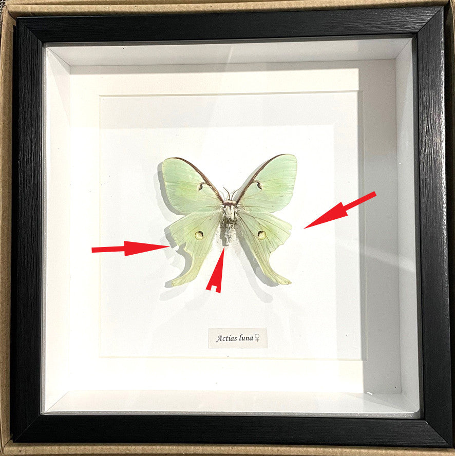 Actias luna female  # 12 ( special )