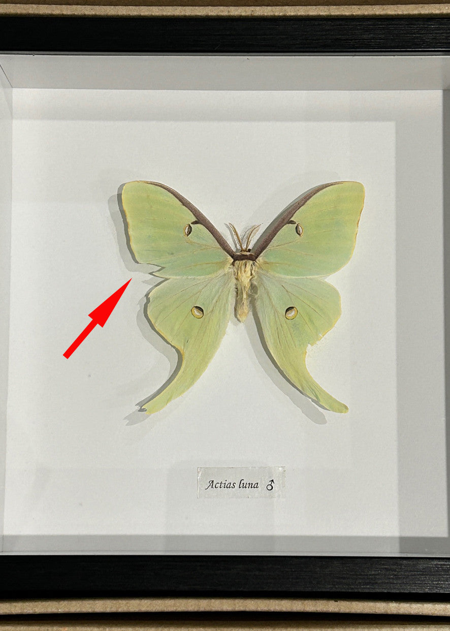 Actias luna male  # P ( special  )