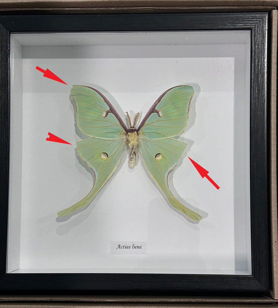 Actias luna # F92 ( special )