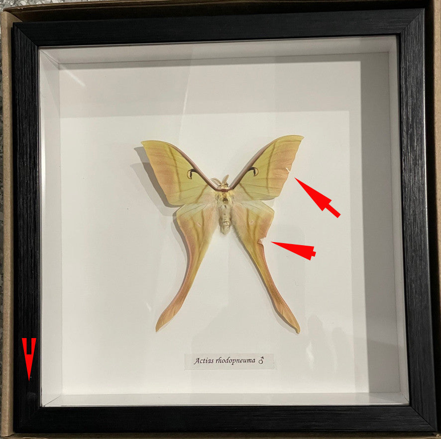 Actias rhodopneuma male  ( special )