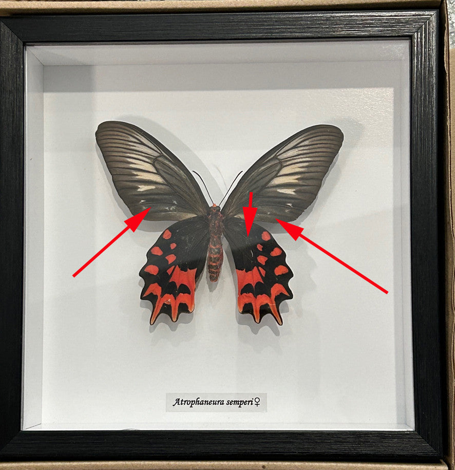Atrophaneura semperi F.  # 50 ( Vampire butterfly ) ( special )