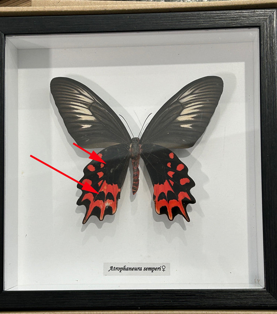 Atrophaneura semperi F.  # 55 ( Vampire butterfly ) ( special )