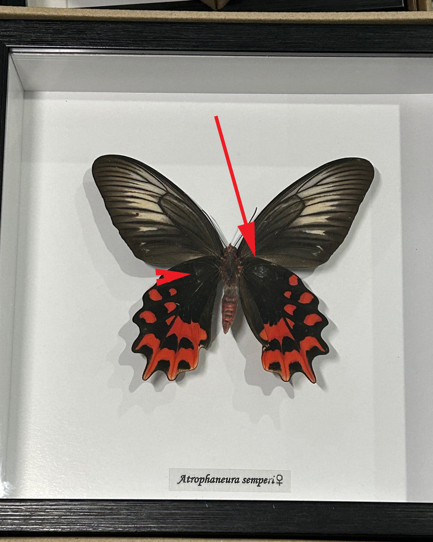 Atrophaneura semperi F.  # YB ( Vampire butterfly ) ( special )