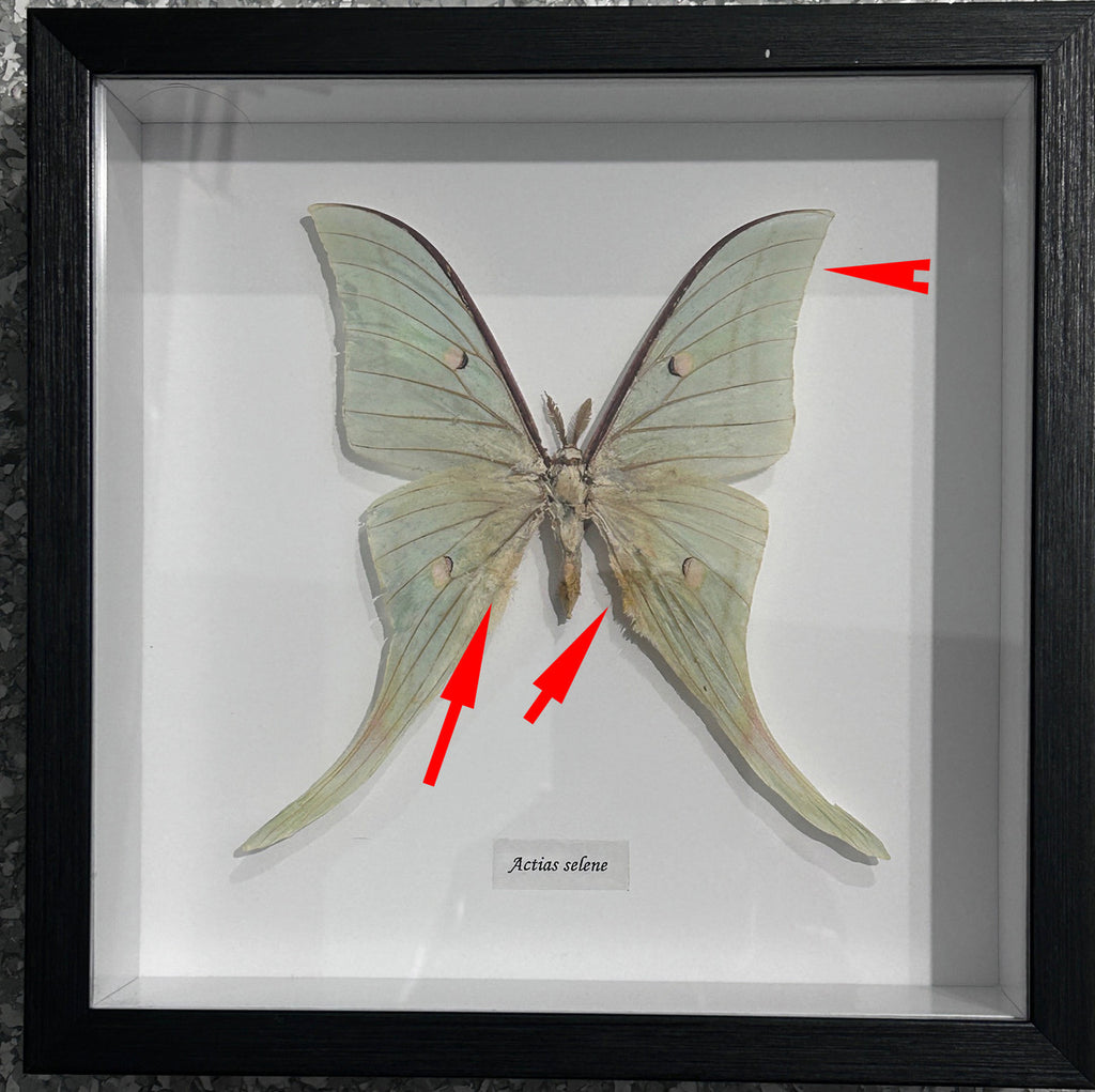 Actias selene Special