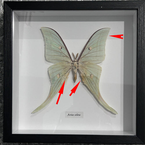 Actias selene Special