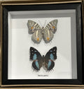 Baeotus japetus  dorsal ventral ( special )
