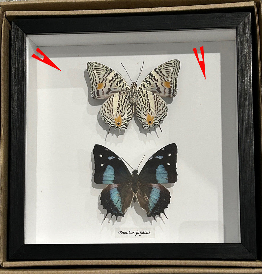 Baeotus japetus  dorsal ventral ( special )